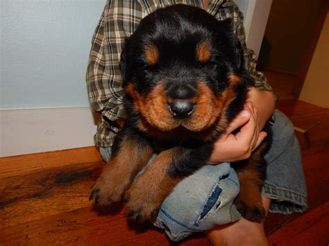 rottweiler puppies las vegas nv